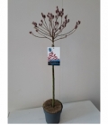 Salix