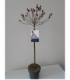 Salix