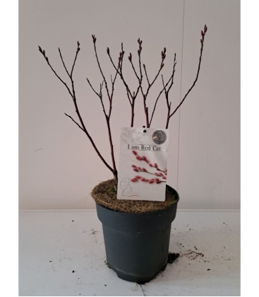 Salix