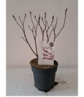 Salix