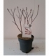 Salix