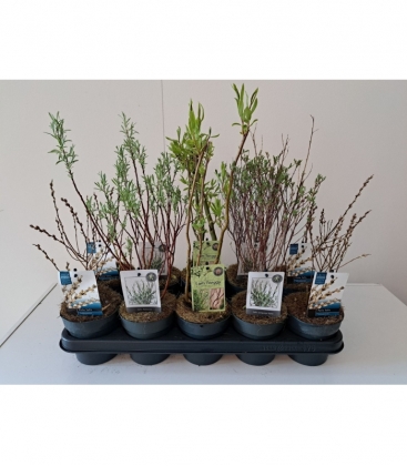 Salix