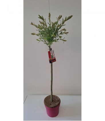 Salix