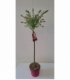 Salix