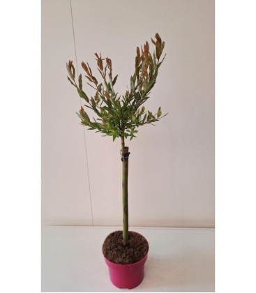 Salix