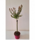 Salix
