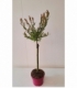 Salix