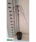 Salix