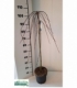 Salix