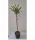 Salix