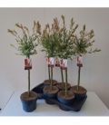 Salix