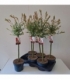 Salix