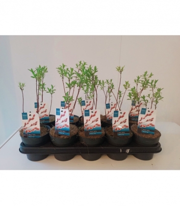 Salix