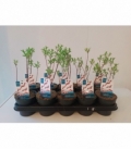 Salix