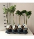 Salix