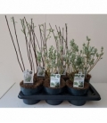 Salix
