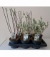 Salix