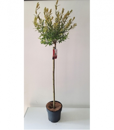 Salix