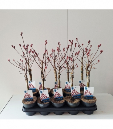 Salix
