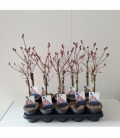 Salix