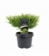 Cryptomeria