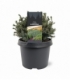 Picea