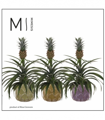 Ananas