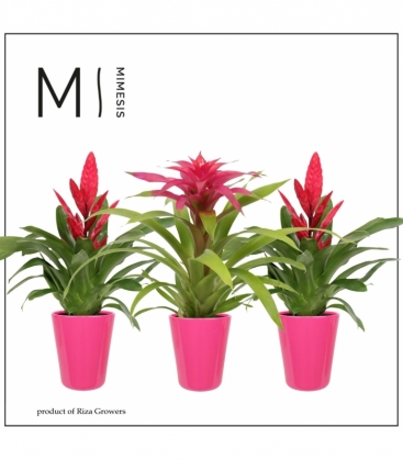 Bromelia