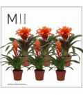 Bromelia