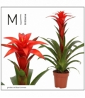 Guzmania