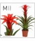 Guzmania