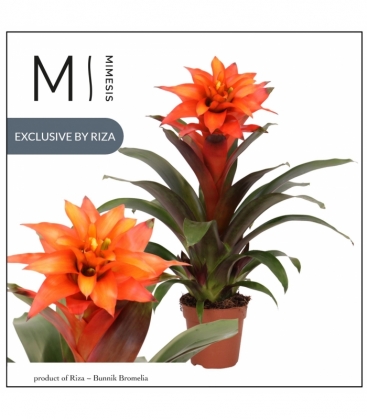 Guzmania