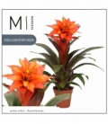 Guzmania