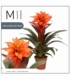 Guzmania