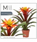 Guzmania