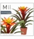 Guzmania