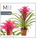 Guzmania