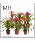 Guzmania