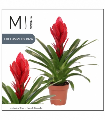 Vriesea