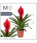 Vriesea