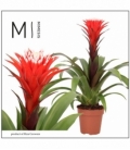 Guzmania