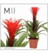 Guzmania