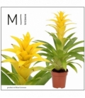 Guzmania