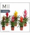 Vriesea