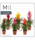 Vriesea