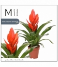 Vriesea
