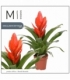 Vriesea