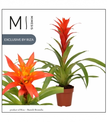 Guzmania