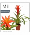 Guzmania