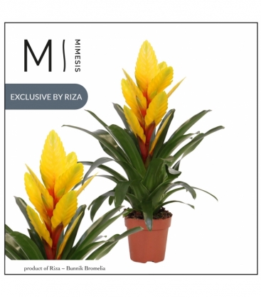Vriesea